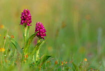 Northern marsh orchid {Dactylorhiza purpurella} Derbyshire, UK Peak District NP