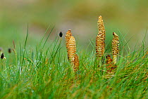 Field horsetail {Equisetum fluviatile} Peak District NP, Derbyshire, UK