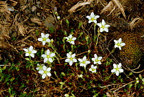Spring sandwort {Minuartia verna} Peak District NP, Derbyshire, UK