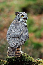 Great horned owl portrait {Bubo virginianus}
