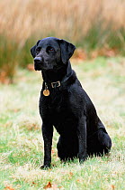 Black labrador sitting {Canis familiaris} Cheshire, UK