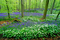 Wild garlic {Allium ursinum} + Bluebells {Endymion nonscriptus} flowering in beech wood. Belgium
