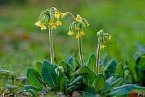 Oxlip plants in flower {Primula elatior} Belgium, Groot Schietveld NR