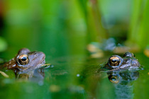 Common frogs in water {Rana temporaria} Belgium