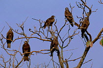 Six Black kites perched in tree {Milvus migrans}  Assam, India