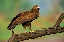 Greater spotted eagle {Aquila clanga} Keoladeo Ghana NP, India Rajasthan - Bharatphur