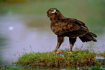 Greater spotted eagle feeds on fish {Aquila clanga} Keoladeo Ghana NP, India Bharatphur