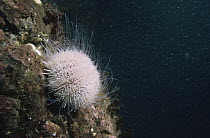 Sea urchin feeding on algae and plankton {Tripneustes ventricosus} North Atlantic
