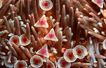 Abstract, tube feet of sea urchin {Toxopenustes roseus} Sea of Cortez, Mexico