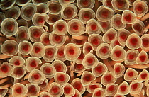 Abstract view of tube feet of sea urchin {Toxopenustes roseus} Sea of Cortez Mexico
