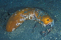 Leopard sea cucumber {Bohadschia argus} Sulawesi Indonesia