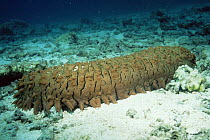 Prickly red fish sea cucumber {Thelenota ananas} Great Barrier Reef, Australia