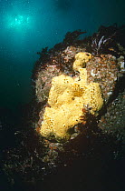 Boring sponge (Cliona celeta) UK