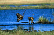 Olive baboons jumping across shallow water {Papio anubis} Moremi Wildlife Reserve, Botswana