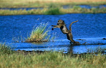 Olive baboon jumping across shallow water {Papio anubis} Moremi Wildlife Reserve, Botswana