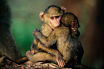 Olive baboon babes hugging one another {Papio anubis} Kenya, East Africa