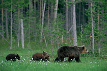 Female European Brown bear with cubs following {Ursus arctos} Lapland Finland.
