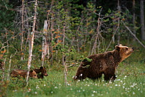 Female European Brown bear with cubs following behind {Ursus arctos} Lapland Finland.