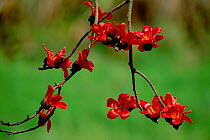 Red silk cotton tree flowers {Bombax ceiba} Kaziranga NP, Assam, India