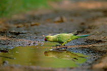 Rose ringed parakeet drinking from puddle {Psittacula krameri} Keoladeo Ghana NP / Bharatphur, India