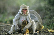 Rhesus macaque (Macaca mulatta) with baby suckling, Keoladeo Ghana NP, Rajasthan, India