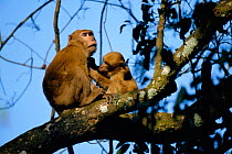 Assam macaques in tree {Macaca assamensis} Kaziranga NP, Assam, India