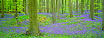 Bluebells flowering in Beechwood {Hyacinthoides non-scripta} Belgium