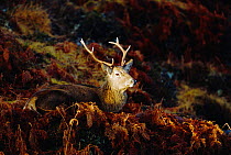 Red deer stag in sunlight {Cervus elaphus} Highlands, Scotland, UK