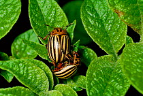 Colorado potato beetles mating on Potato leaves {Leptinotarsa decemlineata} Latvia.