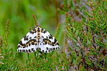 Magpie moth on heather {Abraxas grossulariata} Sutherland, Scotland, UK