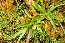 Woodrush {Luzula sp} + mosses - new growth grazed Benn Eighe NNR, Scotland, UK