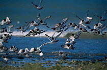 Oystercatchers taking off along shoreline {Haematopus ostralegus} Ile de Re, France