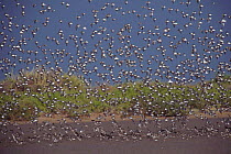 Flock of Kentish plover and other waders in flight {Charadrius alexandrinus} Gujarat, India