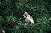 Crested ibis in conifer tree {Nipponia nippon} Shaanxi province, China. Endangered
