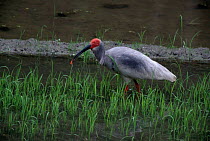 Crested ibis {Nipponia nippon} Shaanxi province, China. Endangered