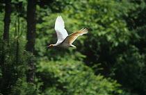 Crested ibis {Nipponia nippon} in flight, Shaanxi province, China. Endangered