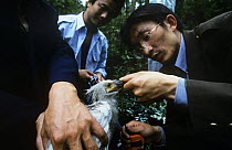 Naturalists measure Crested ibis {Nipponia nippon} Endangered, Shaanxi prov, China