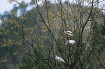 Crested ibis {Nipponia nippon} three perched in tree, Shaanxi province, China, Endangered