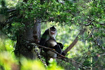 Yunnan snub nosed monkey {Rhinopithecus bieti} Yunnan, China Sub species of Chinese snub-nosed monkey , now considered a separate species. Endangered