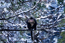 Yunnan snub nosed monkey in tree Yunan, China {Rhinopithecus bieti} Sub-species of Chinese snub-nosed monkey, now considered a separate species. Endangered