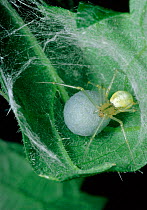Spider with egg sac {Enoplognatha ovata} Scotland, UK