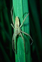 Spider {Tibellus oblongus} Inverness-shire
