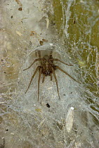 Spider at entrance of funnel web {Amaurobius  fenestralis} Scotland, UK