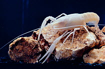 Blind cave crayfish {Procambarus lucifugus lucifugus} Florida, USA