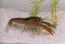 Panama city crayfish {Procambarus econfinae}  USA