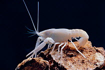 Orlando cave crayfish {Procambarus acherontis}  Florida, USA