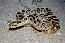 Southern hognose snake {Heterodon simus} Florida, USA