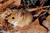 Cotton mouse {Peromyscus gossypinus} Florida, USA