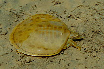 Gulf coast smooth softshell turtle {Apalone mutica calvata} Florida, USA
