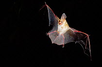 Pallid bat in flight {Antrozous pallidus} Arizona, USA